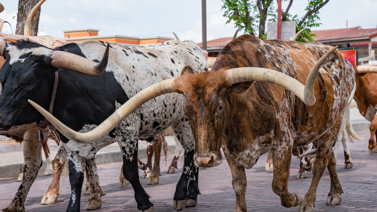 Estate Planning Attorney in Fort Worth